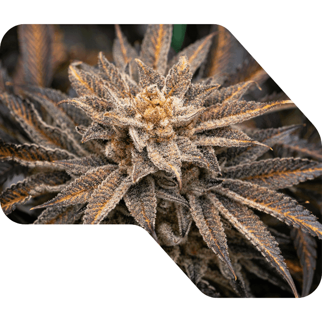 cannapalu-grid-img-headbud